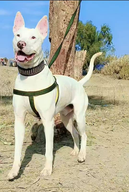 kohati gultair male age 10 month for sale 5