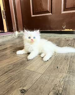 Cat Persian| Blue eye| Baby| kitten| Punch face| triple kot⊙⁠. ⁠