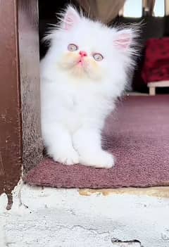 Cat Persian| Blue eye| Baby| kitten| Punch face| triple kot⁠⁠