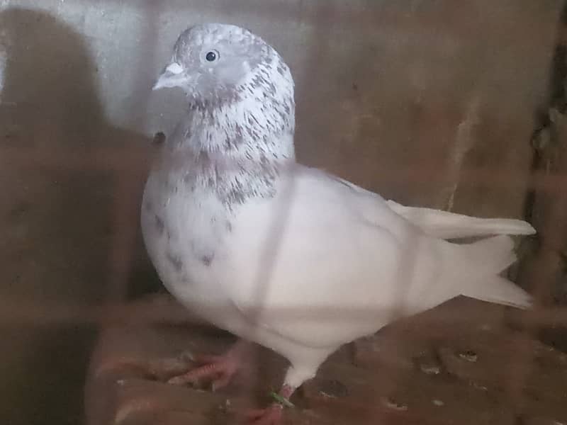 One pigeon for urgent sale 0