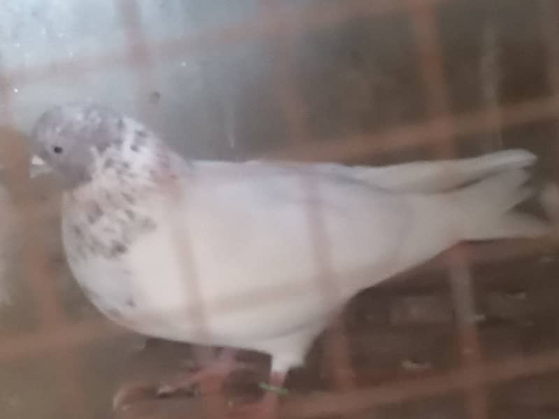 One pigeon for urgent sale 1