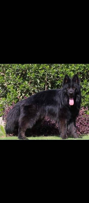 Beautiful Black Mask Gsd puppy imported parents 4