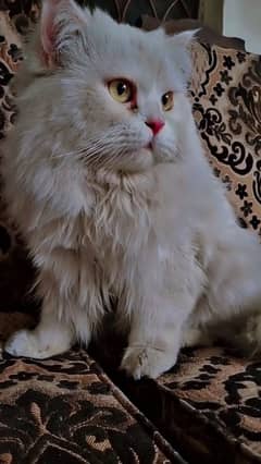 Triple coated Persian male stud