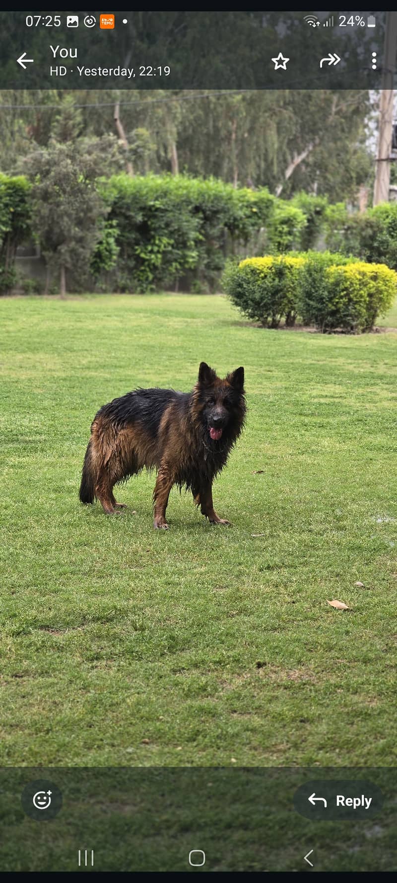 German shepherd male available for sale 2