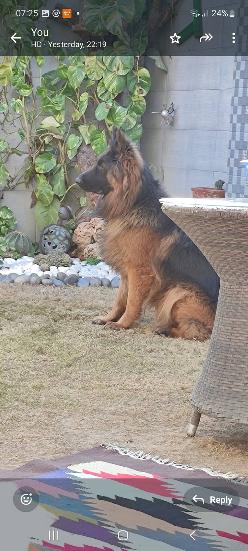 German shepherd male available for sale 0