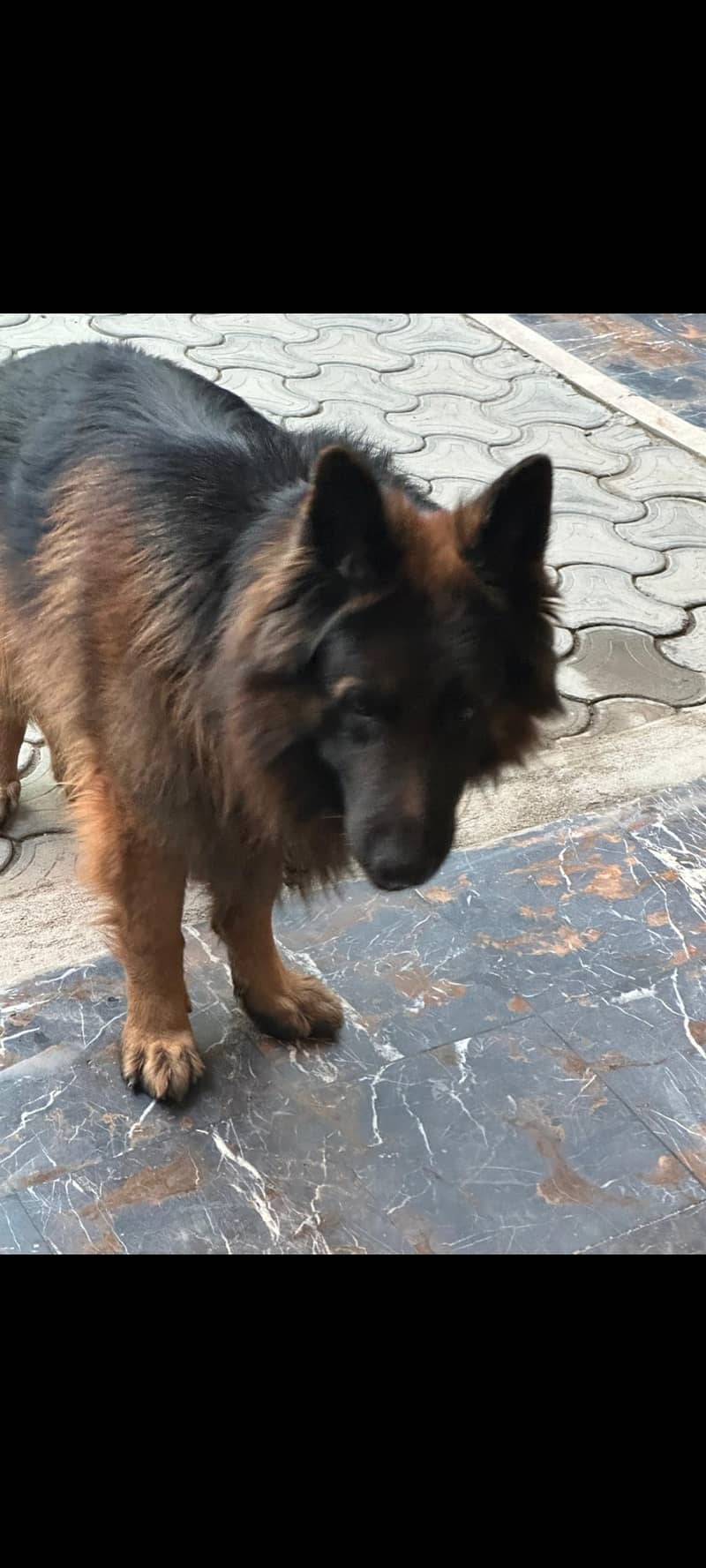 German shepherd male available for sale 3