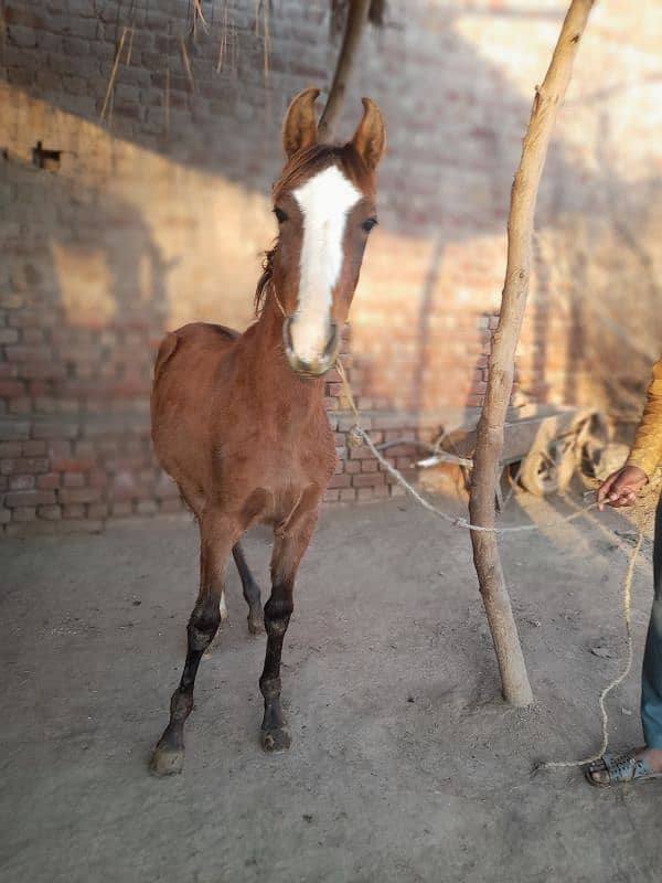 desi horse  fore sale 0