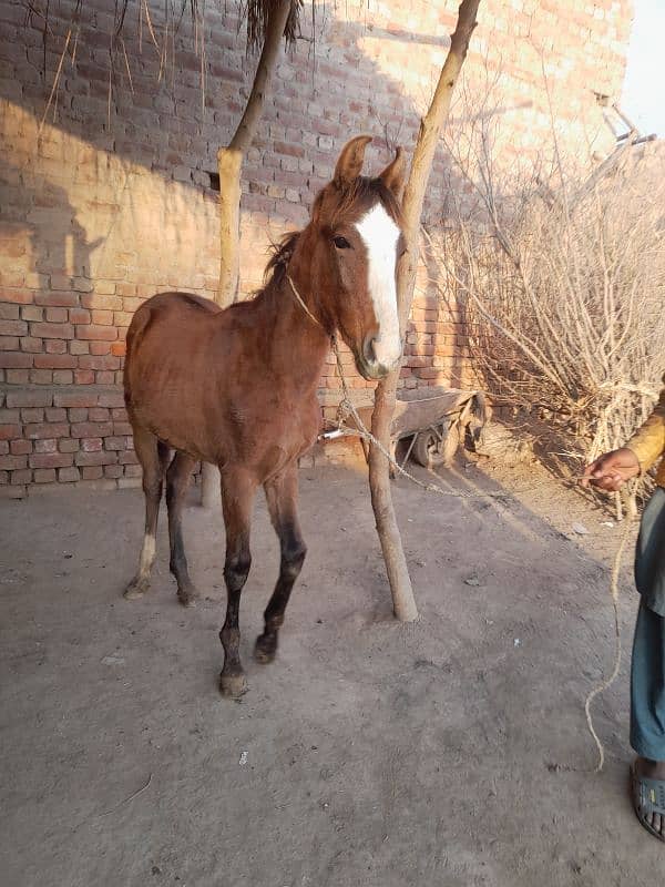 desi horse  fore sale 1