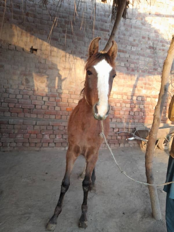 desi horse  fore sale 2