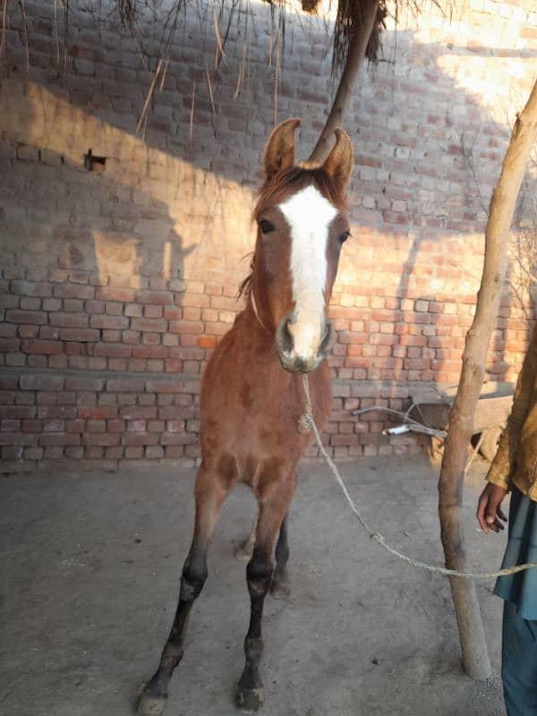 desi horse  fore sale 3