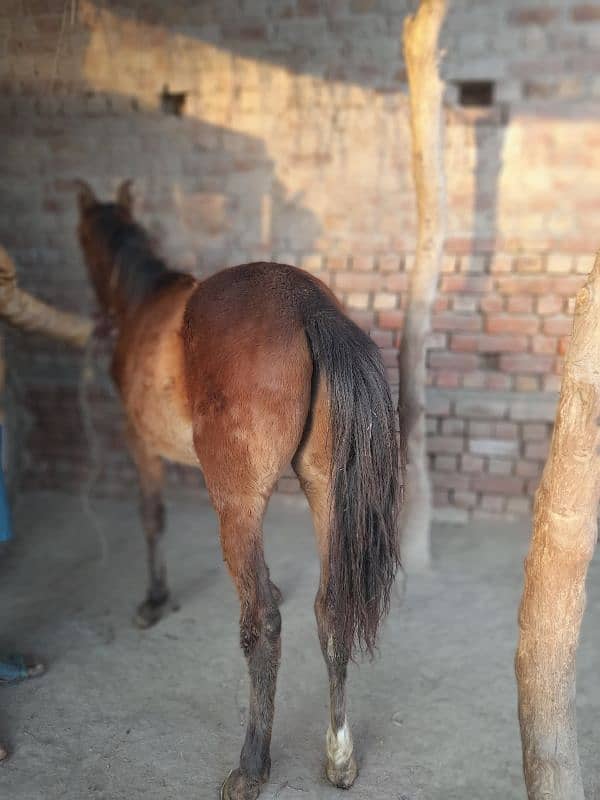 desi horse  fore sale 4