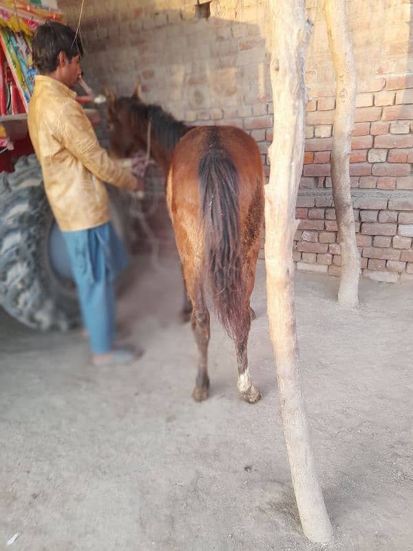 desi horse  fore sale 5