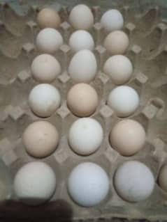 Ayam Cemani gray tongue Eggs