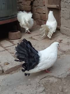 2 indian 1 eng fantail