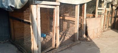 Hens cages (pinjre)