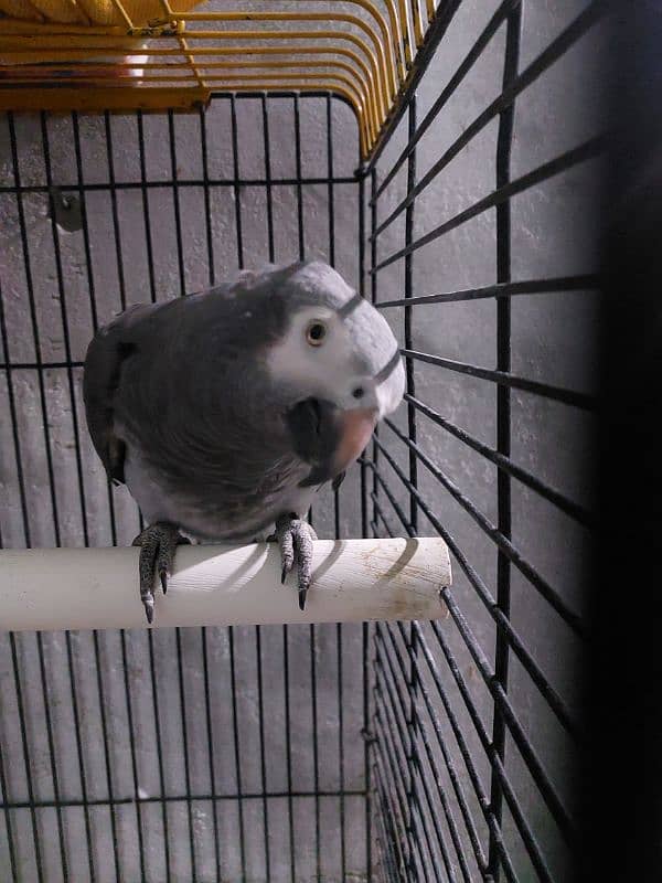 Timneh African grey male 0