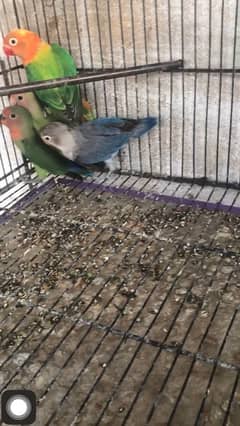 i am selling some birds , all are healthy and active ready to breed