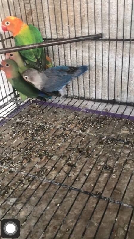 i am selling some birds , all are healthy and active ready to breed 0