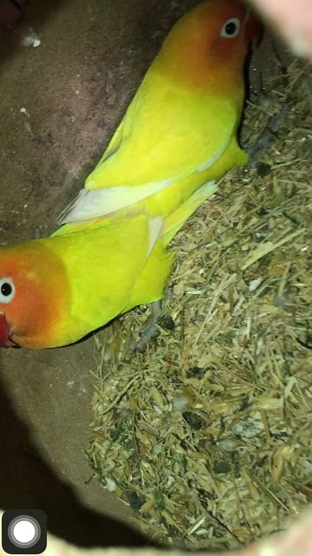 i am selling some birds , all are healthy and active ready to breed 1