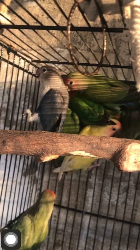 i am selling some birds , all are healthy and active ready to breed 2