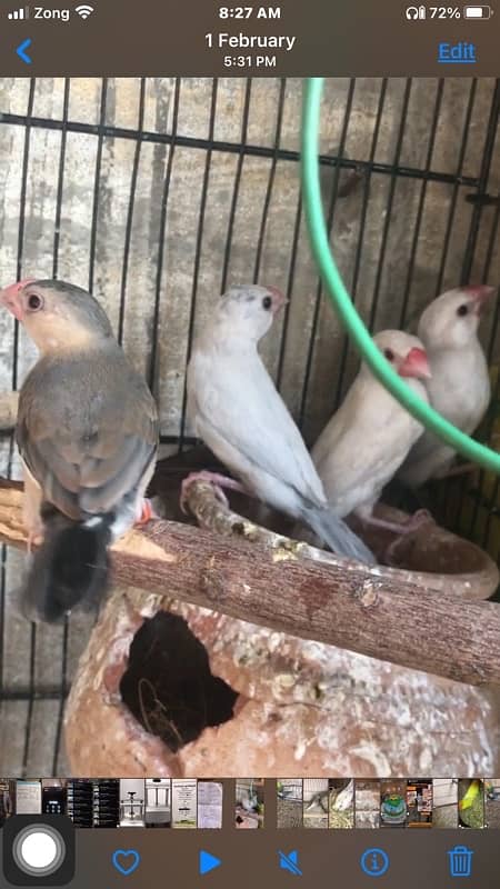 i am selling some birds , all are healthy and active ready to breed 3