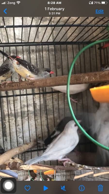 i am selling some birds , all are healthy and active ready to breed 4