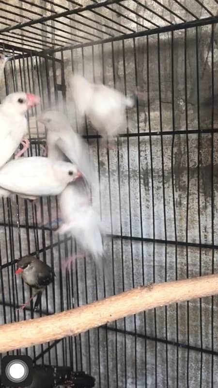 i am selling some birds , all are healthy and active ready to breed 6