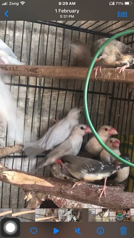 i am selling some birds , all are healthy and active ready to breed 7