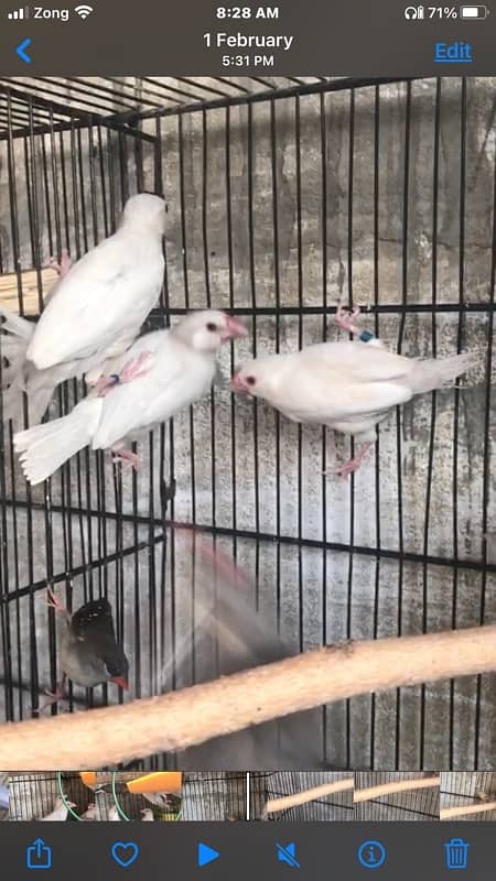 i am selling some birds , all are healthy and active ready to breed 9