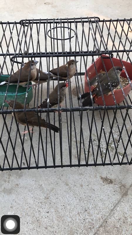 i am selling some birds , all are healthy and active ready to breed 10