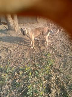 turkish kangal