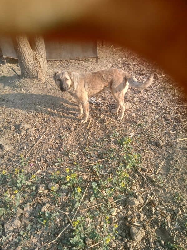 turkish kangal 0