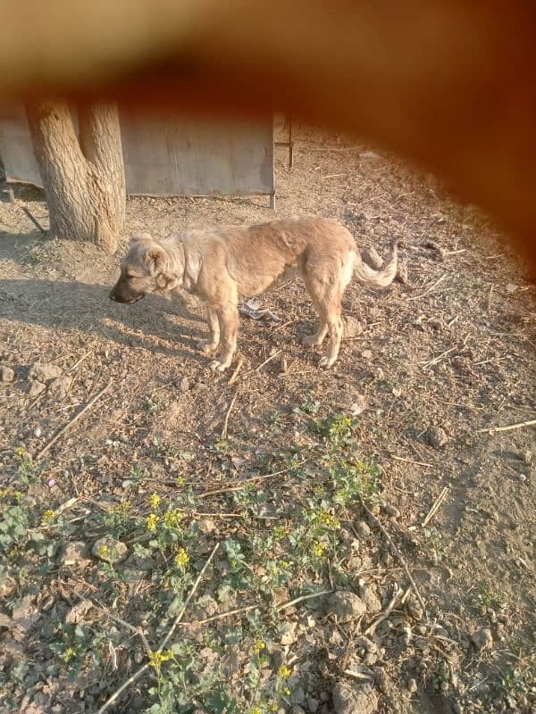 turkish kangal 1