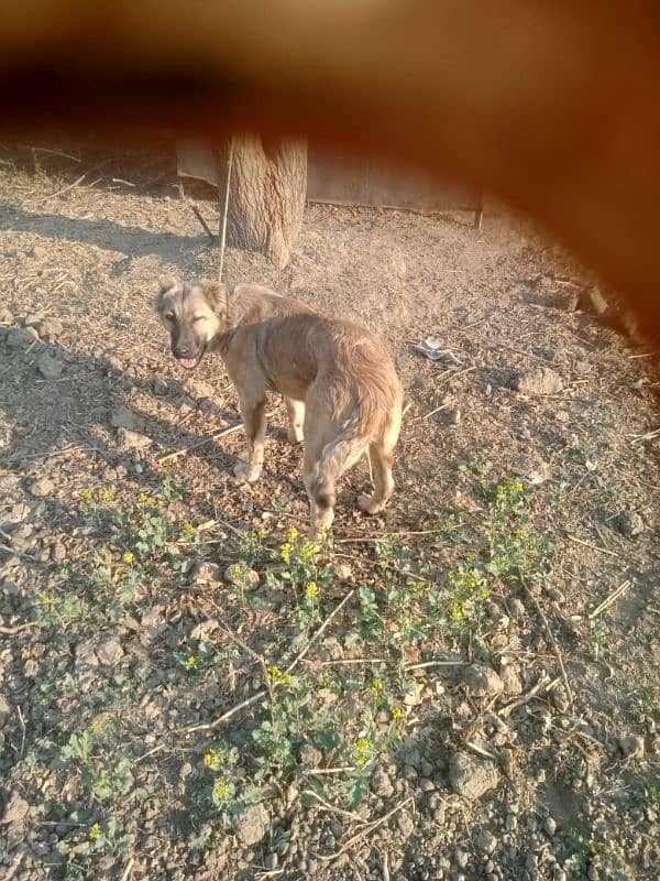 turkish kangal 2