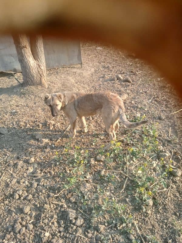 turkish kangal 3