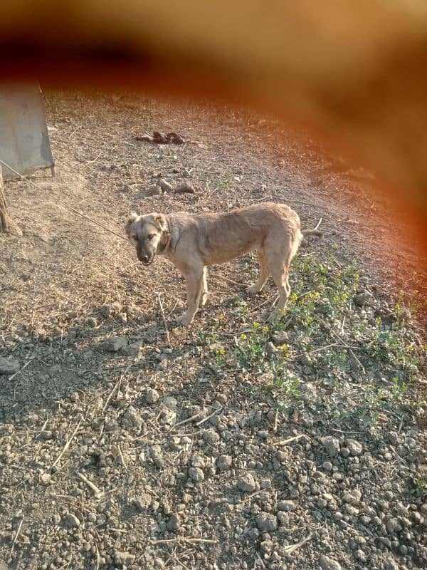 turkish kangal 4