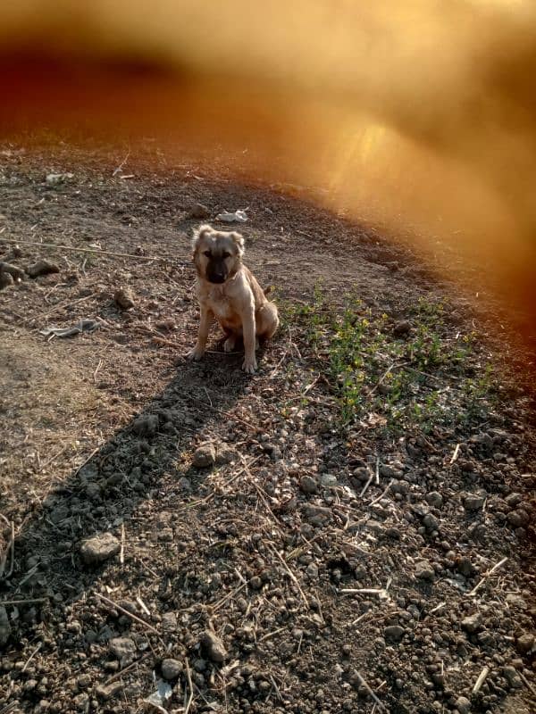 turkish kangal 5