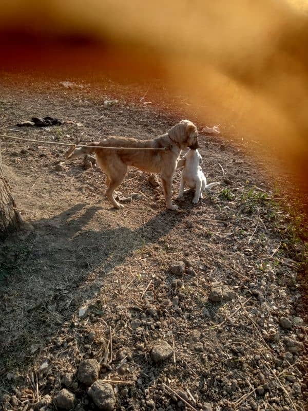 turkish kangal 6