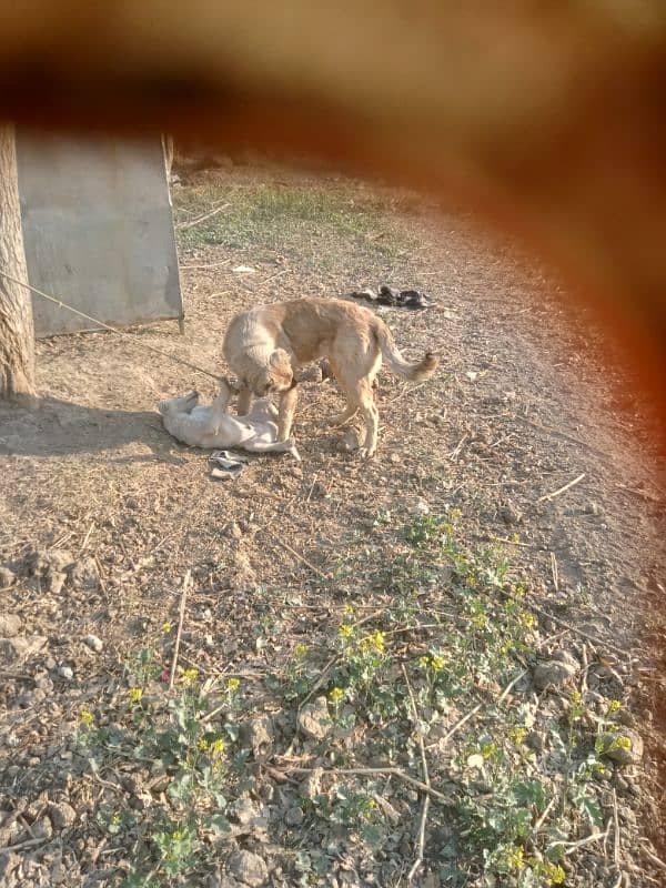 turkish kangal 7