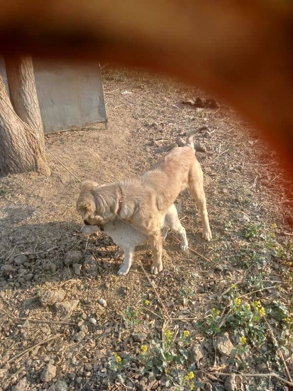 turkish kangal 8