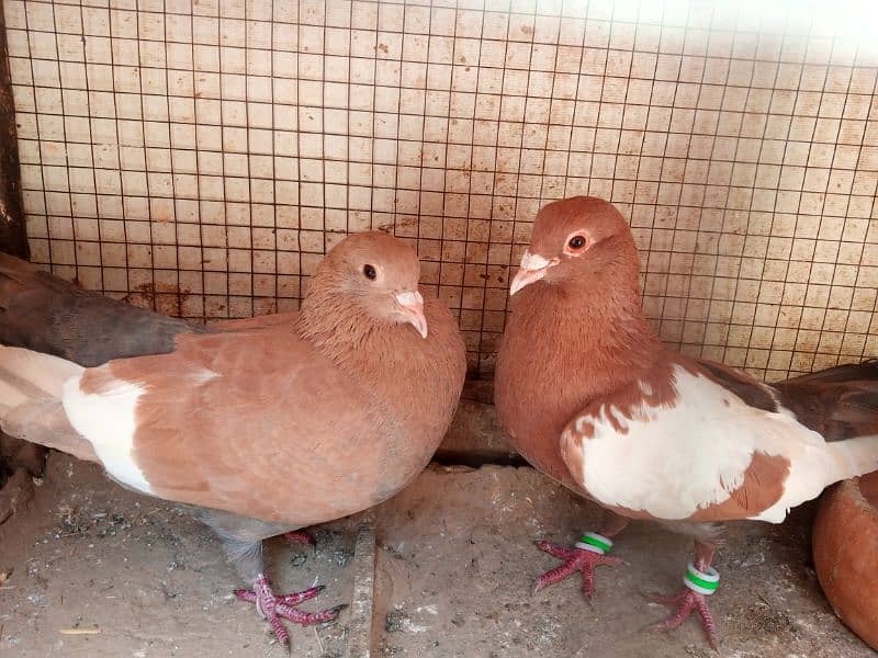 Healthy and Active Breeder Pair 0302-6574443 1