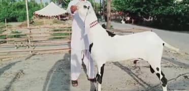 Rajanpuri Bakra Urgent For Sale WhatsApp 0311,7478,299