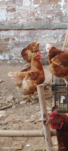 Lohman brown, Healthy egg laying hens , fully vaccinated, age 10 month