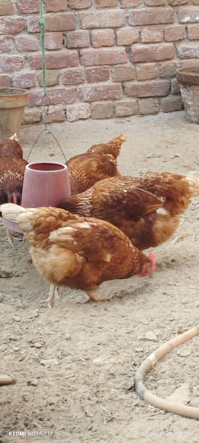 Lohman brown, Healthy egg laying hens , fully vaccinated, age 10 month 2