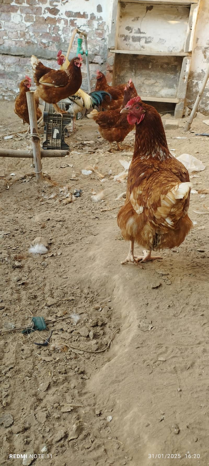 Lohman brown, Healthy egg laying hens , fully vaccinated, age 10 month 4