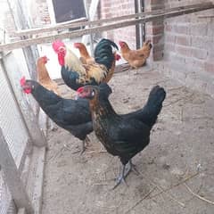 Pure desi egg laying hen's