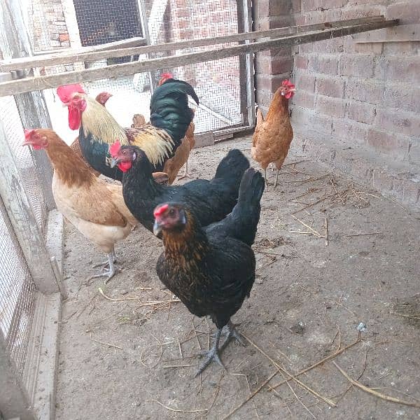 Pure desi egg laying hen's 1