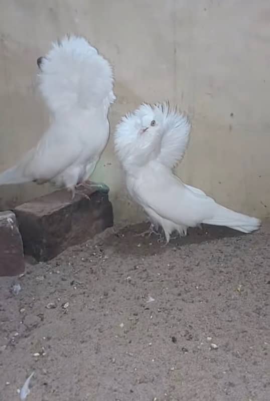 jacobin full white  pair breed ki 100 1