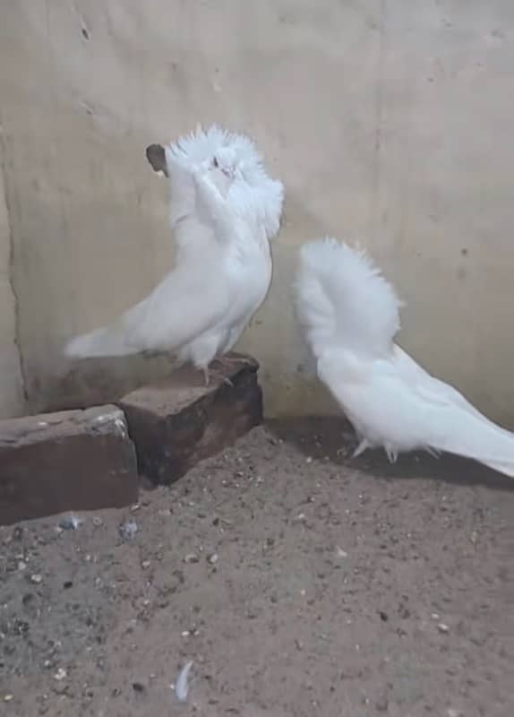 jacobin full white  pair breed ki 100 2