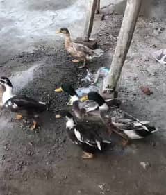 ducks |Duck |desi duck |  بطخ| khaki campbel duck |ducks pair for sale